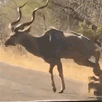 Hùng hổ săn linh dương, sư tử bị đạp cho 