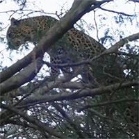 Leo cây rình bắt khỉ đầu chó, báo hoa mai bị đánh đuổi ngã nhào