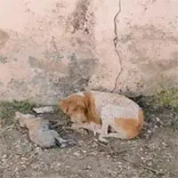 Ánh mắt chó mẹ đầy lo âu "cầu xin" sự giúp đỡ vì con sắp chết và cuối cùng phép màu đã xảy ra!