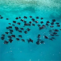 Ngắm nhìn quần thể lớn nhất thế giới về 