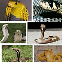 Có tới 270 loài hổ mang khác nhau nhưng chỉ nhìn vào đây bạn sẽ biết đâu là hổ mang chúa!