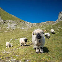 Tan chảy với vẻ đẹp của cừu mũi đen 