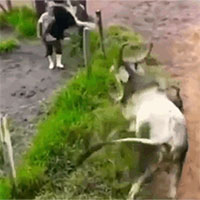 Cố tình đi gây sự, chó Pitbull bị bò húc văng lên không trung