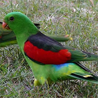 Ăn nhiều xoài bị hỏng, vẹt say xỉn đi lại loạng choạng