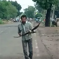 Người đàn ông bị quạ "trả thù" suốt 3 năm và lý do khó tin
