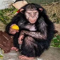 Tinh tinh do con người nuôi nấng bị đồng loại đánh chết