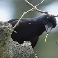 Giống như con người biết giữ đồ xịn, loài quạ cũng hiểu được giá trị của công cụ