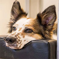 Nghiên cứu mới cho thấy: Chó nhận ra khi nào vật thể 3D vi phạm định luật vật lý của Newton