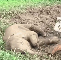 Thấy con nằm bất động, voi mẹ vội kiểm tra hơi thở và cái kết