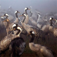 Hàng nghìn con sếu chết trong thảm hoạt thiên nhiên tồi tệ nhất ở Israel