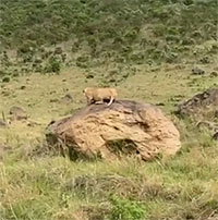 Sư tử đánh lạc hướng trâu mẹ để giết nghé con và cái kết gay cấn