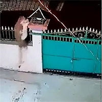 Báo hoa mai trèo qua cổng, tóm gọn chó nhà rồi bỏ trốn