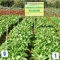 Nhà khoa học Việt chế tạo phân bón loại mới, giúp tăng năng suất hơn 300%