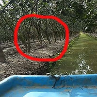 Chèo xuồng giữa vườn cây, anh thanh niên hoảng hồn khi thấy con rắn hổ mây ngóc đầu cao gần 1m