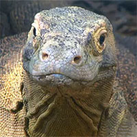 Những con cái này không cần con đực để sinh sản. Thế giới tự nhiên thật kỳ lạ!