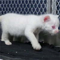 Phát hiện beo chồn bạch tạng quý hiếm ở Colombia