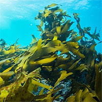 Israel phát triển phương pháp thu hoạch dòng điện từ rong biển