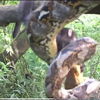 Khỉ nhanh nhẹn là thế những vẫn không thoát khỏi đòn tấn công chớp nhoáng của trăn vua