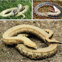 Diễn viên xuất sắc nhất thế giới động vật: Loài rắn 