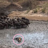 300 con trâu rừng trúng ổ phục kích của 30 sư tử: Nghé bị tóm gọn và cái kết bất ngờ