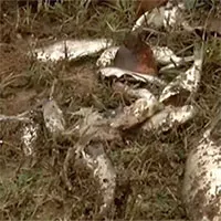"Mưa cá" kỳ lạ trút xuống thành phố ở Texas