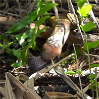 Hổ mang chúa ăn thịt con mồi đen xì trong bụi rậm, thì ra đó là loài có độc, cực kỳ nguy hiểm