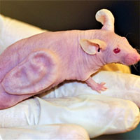 Chú chuột mang tai người đã thay đổi thế giới ra sao?