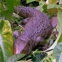 Kỳ quái loài vật nhìn thì giống nhưng không phải cá sấu, đến chuyên gia cũng kinh ngạc