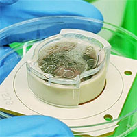 Australia phát triển chip có não người