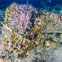 Xác tàu chiến 2.000 năm chứa hơn trăm loài động vật