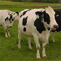 Thói quen ăn thịt làm tăng nguy cơ ung thư ở động vật có vú