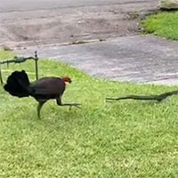 Dám mò vào tổ, trăn kim cương chạy trối chết bởi những cú mổ như 