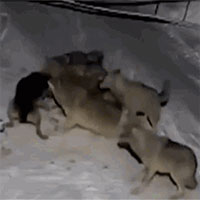 Chó Becgie bị xích tử chiến với 6 con chó sói trong đêm và cái kết bất ngờ