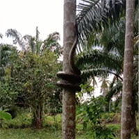 Kinh ngạc cảnh trăn 