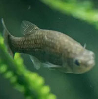 Mexico lập kỳ tích về hồi sinh loài cá đặc hữu đã tuyệt chủng