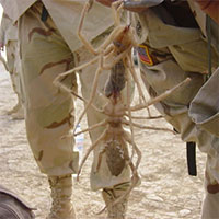 Nhện lạc đà - Kẻ săn mồi đáng sợ của sa mạc