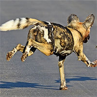 Mệt nhọc mới săn được mồi, chú chó hoang bị linh cẩu và báo săn nẫng tay trên