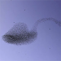 Nhiếp ảnh gia Israel chụp được khoảnh khắc hiếm của đàn chim sáo đá