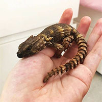 Thằn lằn Armadillo - Loài rồng bên ngoài đời thực