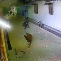 Báo hoa mai lao tới vồ ngã nam nhà báo và cái kết thót tim