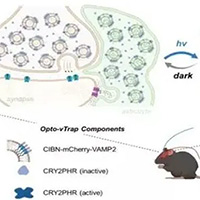 Các nhà khoa học khám phá ra cách điều khiển não bộ bằng ánh sáng