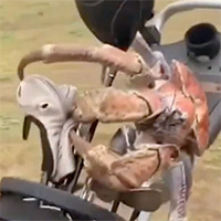 Cua dừa khổng lồ tấn công người chơi golf trên đảo Christmas