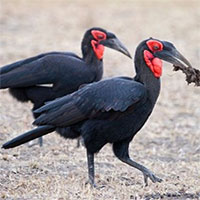 Hồng hoàng - Điểu lôi linh thiêng của người Zimbabwe