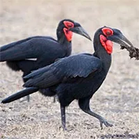 Hồng hoàng - Điểu lôi linh thiêng của người Zimbabwe