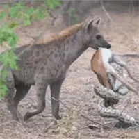 Cướp con mồi từ tay trăn đá không được, linh cẩu tha luôn cả hai và cái kết bất ngờ!