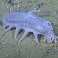 Sea Pig - Một trong những loài động vật kỳ lạ nhất dưới biển