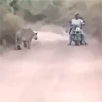 2 thanh niên chạm trán hổ dữ ở giữa đường và cái kết gay cấn