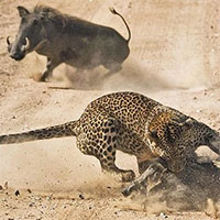 Khi sức mạnh tình thân lớn hơn nỗi sợ kẻ săn mồi quỷ quyệt nhất tự nhiên hoang dã