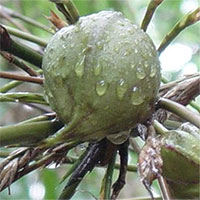 Giải mã bí ẩn loại cây hễ kết trái là xảy ra thảm họa ở Trung Quốc, Ấn Độ: Mọc đầy tại Việt Nam