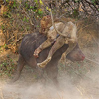 Đụng nhầm trâu dữ, sư tử nhận cái kết đắng